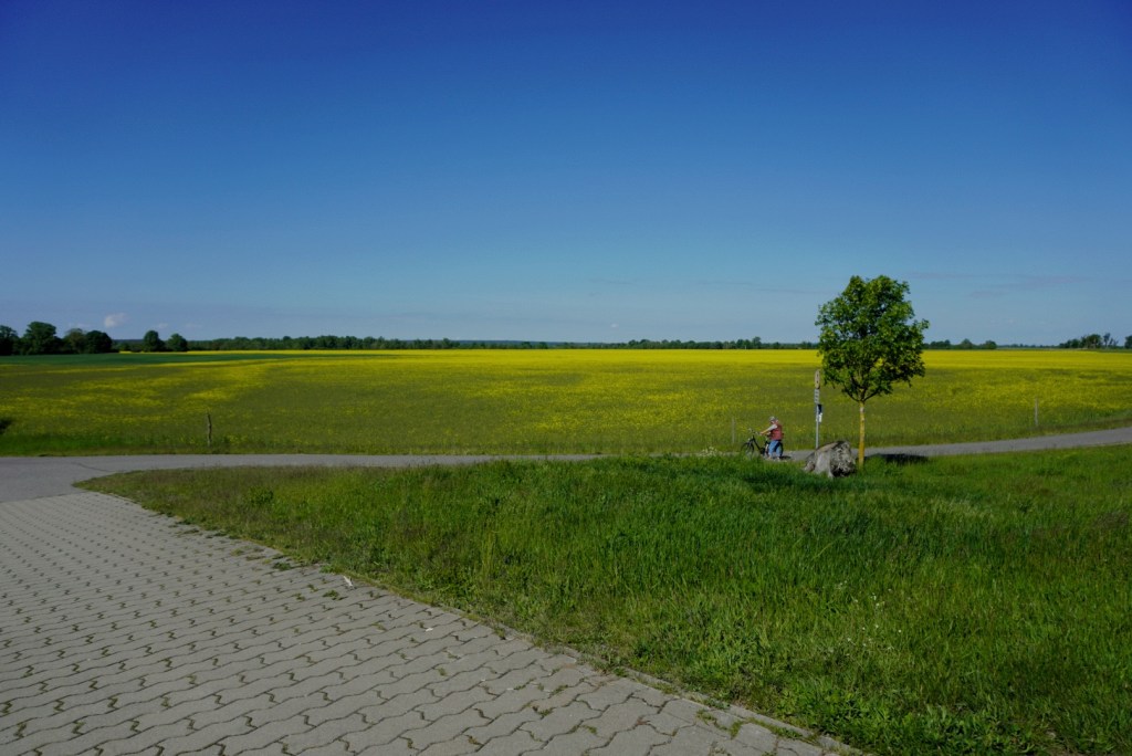 gelbes Rapsfeld auf dem Elberadweg in der Nähe von Torgau